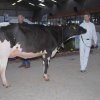 Wintershow_NH_2018_04
