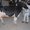 Wintershow_NH_2018_07