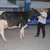 Wintershow_NH_2018_08
