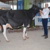 Wintershow_NH_2018_18