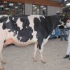 Wintershow_NH_2018_23