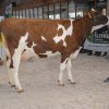Wintershow_NH_2018_30
