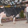 Wintershow_NH_2018_56