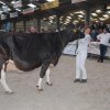 Wintershow_NH_2018_64