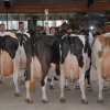 Wintershow_NH_2018_71