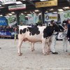 Wintershow_NH_2020_F35